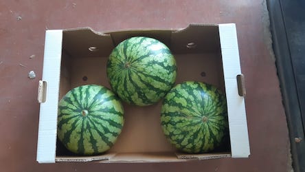 Black Watermelon